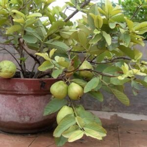 Fruit Plant