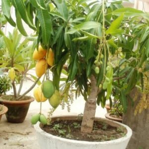 Fruit Plant