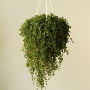 Hanging Plant