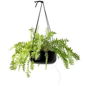 Hanging Plant