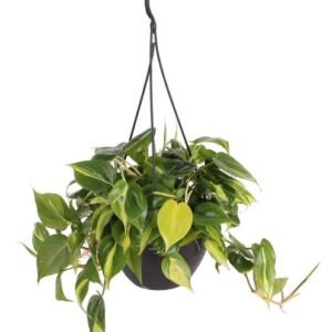 Hanging Plant
