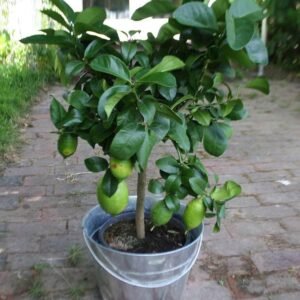 Fruit Plant